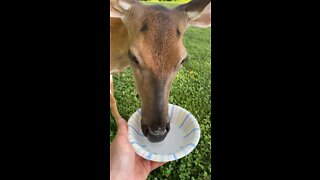 Peaches Takes a Water Break