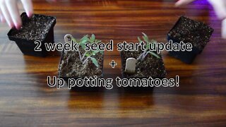 2 week seed start update + up potting tomatoes!