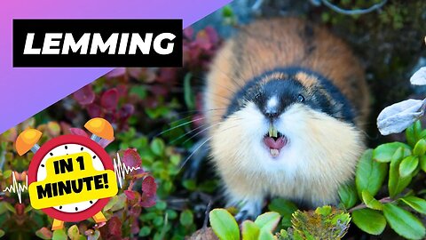 Lemming - In 1 Minute! 🐹 The Unexpected Fury Of These Tiny Creatures | 1 Minute Animals