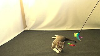 Cat Destroys a Toy