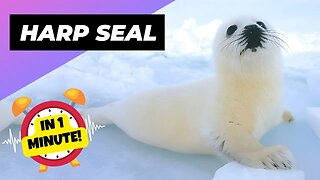 Harp Seal - In 1 Minute! 🦭 One Of The Worst Animal Mothers In The Wild | 1 Minute Animals