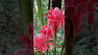 Amazing beautiful flower @chcreation moratuwa