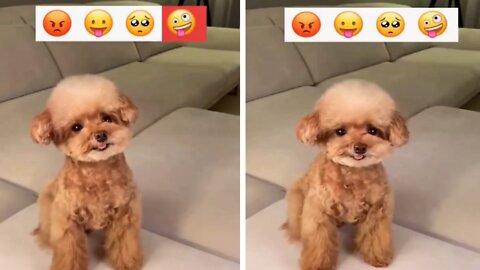 This little dog can follow expressions from emoticons