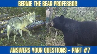 Bear Hunting Questions #7