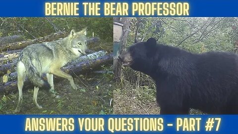 Bear Hunting Questions #7