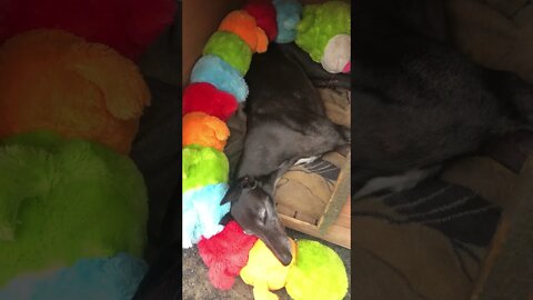 Disabled Greyhound naps in another dog's kennel Part II