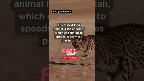 Witness the Blistering Pace of the Fastest Land Animal on Earth!