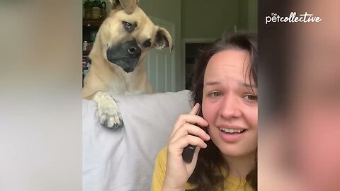 Try Not to Laugh CHALLENGE | 30 Minutes of Funny Dogs