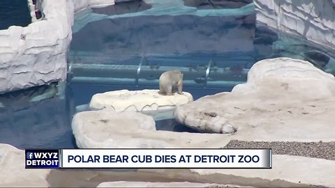 Zoo officials respond after two-day-old polar bear cub dies at Detroit Zoo