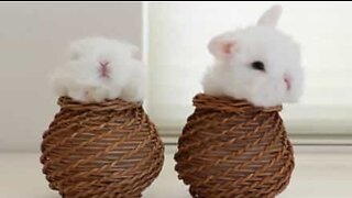 Baby bunnies meditate in tiny baskets