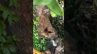 Cactus Bee Rescue