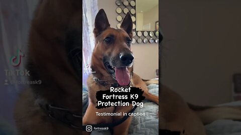 I love getting testimonials from clients. #malinoislovers #protectiondog