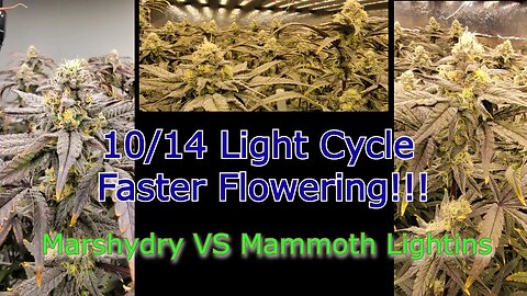 Shorten flowering time with 10/14 light cycle - Mammoth vs Marshydro - Day 43