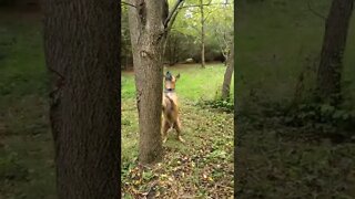 every dogs obsession with squirrels.