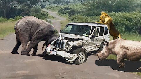 Top 10 attack | Wild animals attack car | The mother eagle catches the baby cheetah for revenge
