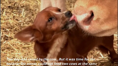 Dog crying after separating from cow that she raised