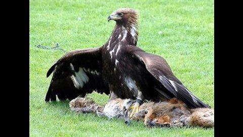 Golden Eagle Against Fox Face