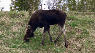 Rare Moose Visit