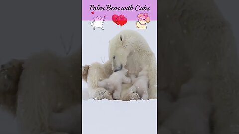 💓💗💞💝#polarbear #cubs💓💗💞💝#beauty of #nature💗💞 #naturelovers💗💞