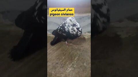 حمام سيفيانوس / pigeon de sivianos