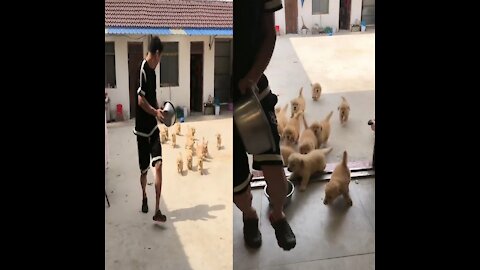 Cute mother dog protects and playing with there babies compilation