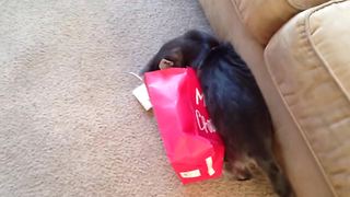 "A Cat Gets Stuck In A Christmas Paper Bag"