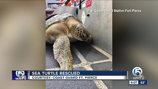 Sea turtle rescued near Fort Pierce