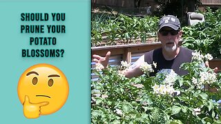 Should You Prune Potato Blossoms?