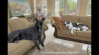 Comfy Great Danes Relax While Artist Gives Faux Painting Tips