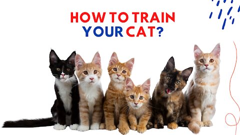 How to Train Your Cat?