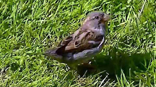 IECV NV #103 - 👀 House Sparrows And The Starlings 6-21-2015