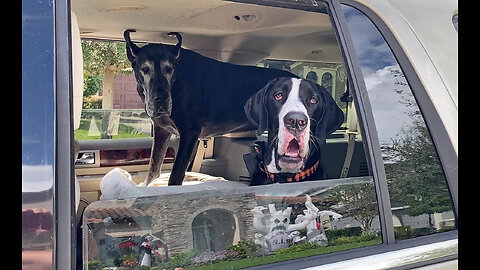 Great Danes Go On A Halloween Decoration Tour