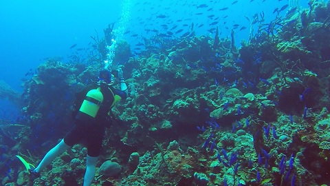 Diver surrounded by river of beautiful blue fish