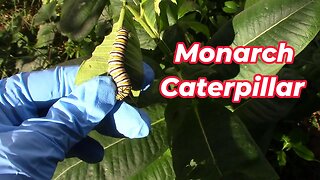 Monarch Caterpillars, Critters And A Storm! 🦋