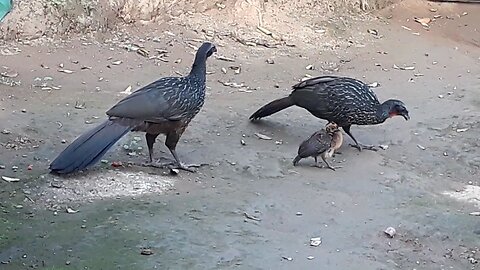 Jacu e seus filhotes em busca de comidas Jacuaçu, jacuguaçu, guans