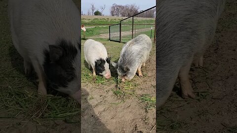 Cute pigs eating grass and enjoying life (turn up the volume and you can hear them chomping) #shorts