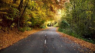 Road with beautifull tree
