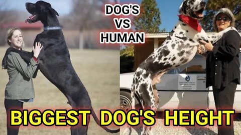biggest Dog's height||great dane dog||pitbull dog||German shepherd||#gigox#pug#Animals#bulldog