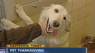 Gourmet Thanksgiving dinner for pets