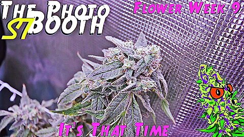 The Photo Booth S7 Ep. 11 | Flower Week 9 | It’s That Time | AirCube System Grow