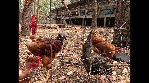 Red Rooster Introduction and His Hens