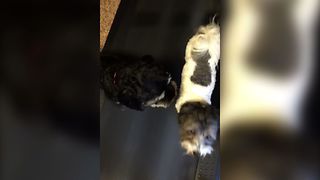 Doggy Treadmill For Two
