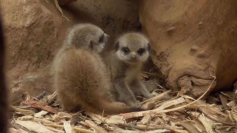 Baby Meerkat Cuteness Overload