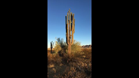 Arizona Saguaro - Protected Desert Plants - Superstition Mountains