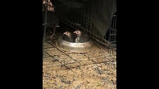 Baby guinea fowl sitting in their food bowl! 🥰