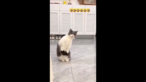 Funny Dancing Cat