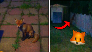2 Foxes Mysteriously Sneak Into Our Garden In The Middle Of The Night...