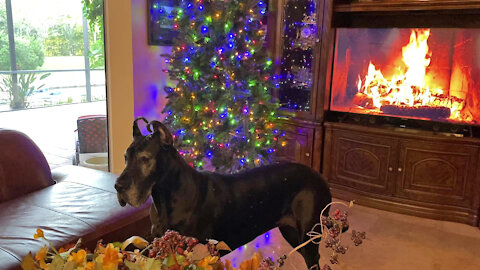 Great Dane & Climbing Cat First See The Christmas Tree For The First Time