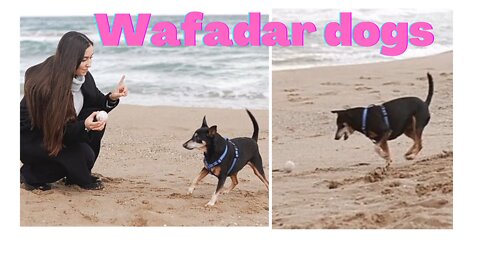 Wafadar dogs | drug training