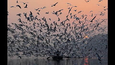 A flock of seagulls fly over the boats in the river it's beautiful